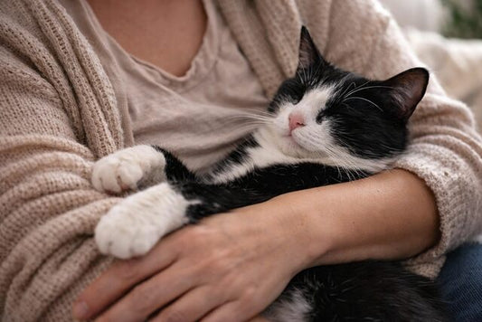What Is a Wobbly Cat? Understanding Wobbly Cat Syndrome (Cerebellar Hypoplasia)