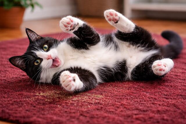 Is Catnip Good for Cats? Benefits, Risks and What Every UK Owner Should Know