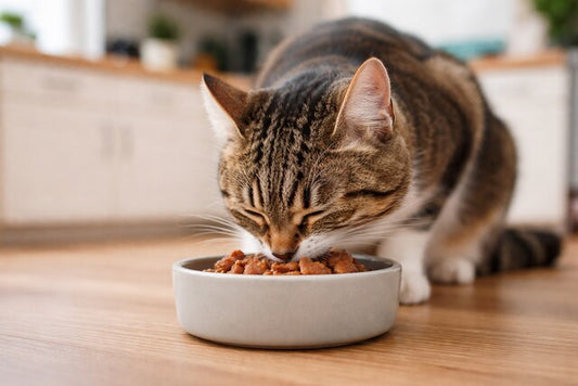 Why Are Cats Picky Eaters? The Science Behind Fussy Felines (and How to Fix It)