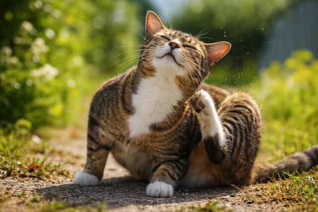 How Often Should I Treat My Cat for Parasites? A Complete UK Guide for Fleas, Worms & More