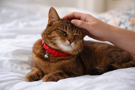 Should My Cat Wear a Collar? Safety Advice for Cat Owners