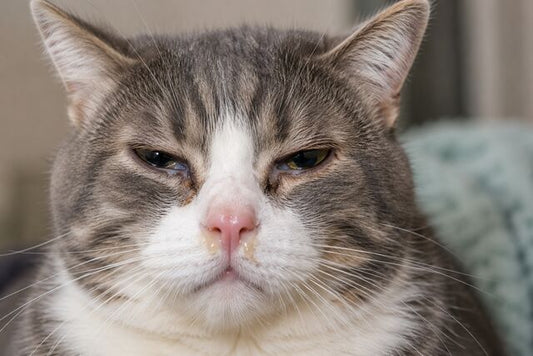 Why Does My Cat Sneeze So Much? Common Causes and When to Worry
