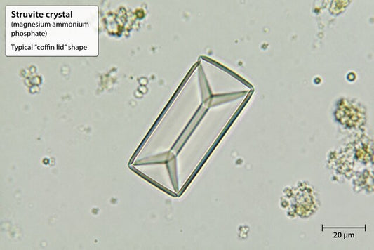 Struvite Crystals in Cats: Symptoms, Causes, Diagnosis and Treatment