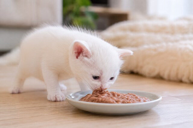 How Often Do Kittens Eat? A UK Feeding Guide for New Cat Owners