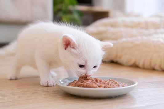 How Often Do Kittens Eat? A UK Feeding Guide for New Cat Owners