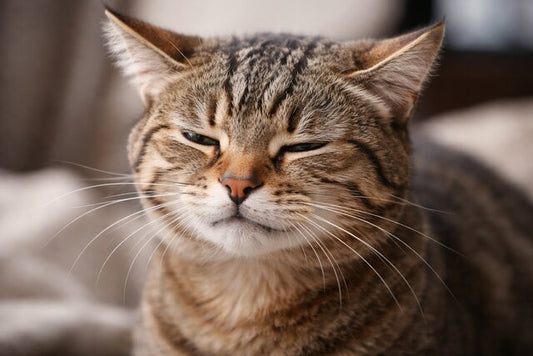 How Do I Know If My Cat Is in Pain? Subtle Signs Every UK Cat Owner Should Know
