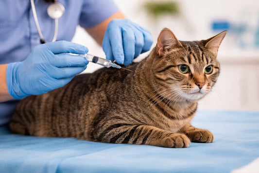 What Vaccinations Should My Cat Get? A Complete UK Guide to Cat Vaccines & Boosters