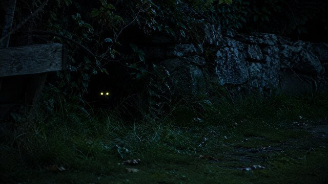 Why Do Cats' Eyes Glow? The Science Behind Your Cat's Night Vision