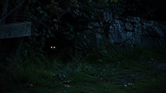 Why Do Cats' Eyes Glow? The Science Behind Your Cat's Night Vision