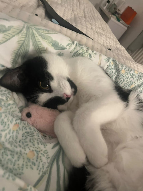 The cat, home and recovered